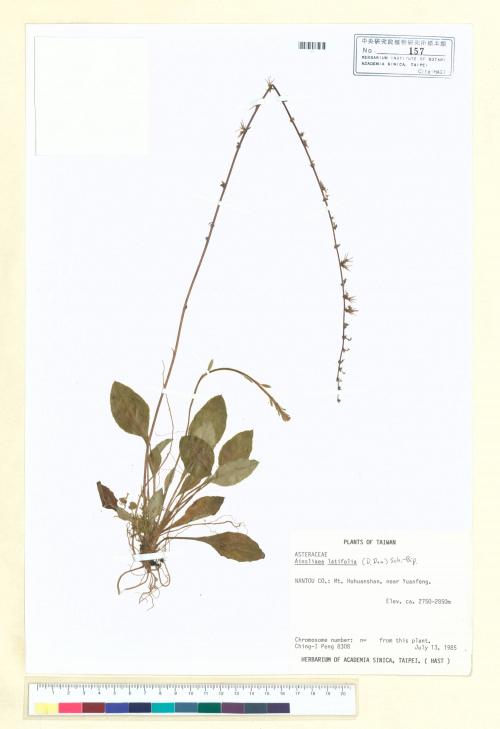 Ainsliaea latifolia (D. Don) Sch. Bip._標本_BRCM 6709