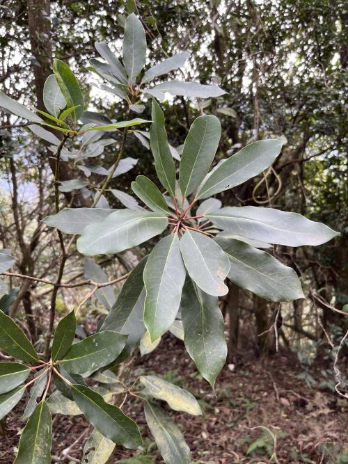 奧氏虎皮楠