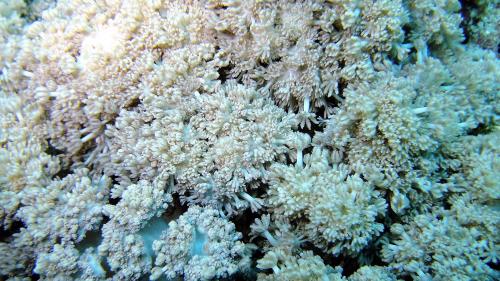 百合異軟珊瑚