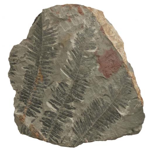 石炭紀蕨類化石