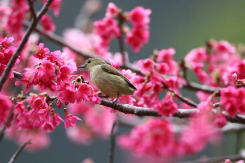 綠啄花