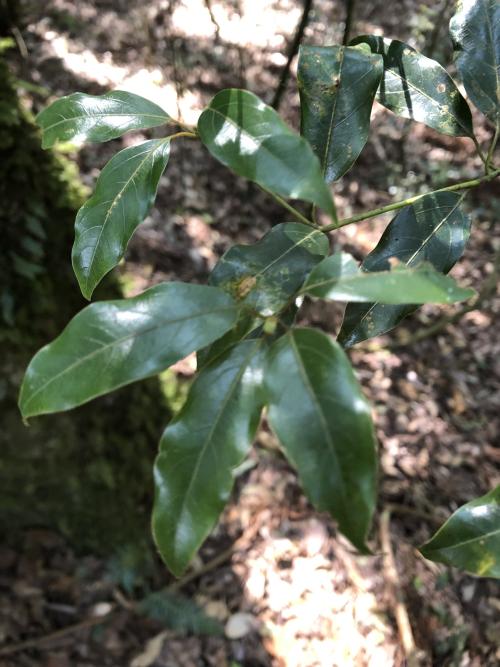 高山新木薑子