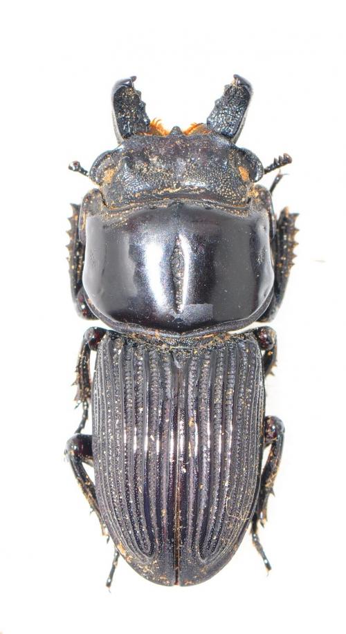 Nigidionus parryi 葫蘆鍬形蟲