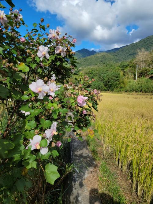 山芙蓉