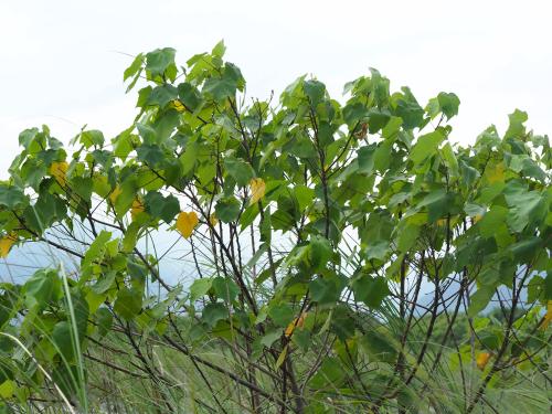 牧野氏山芙蓉