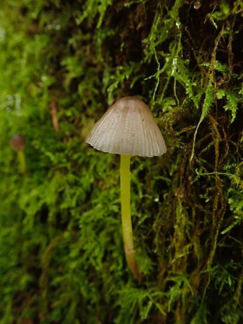 Mycena viscosa(黏黃柄小菇)