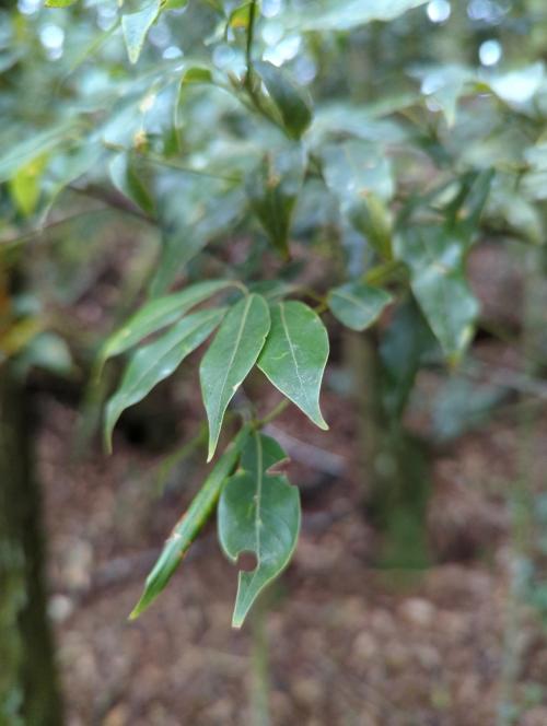 高山新木薑子