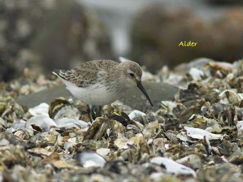 20090804_380214_Dunlin_DSC_4865.jpg