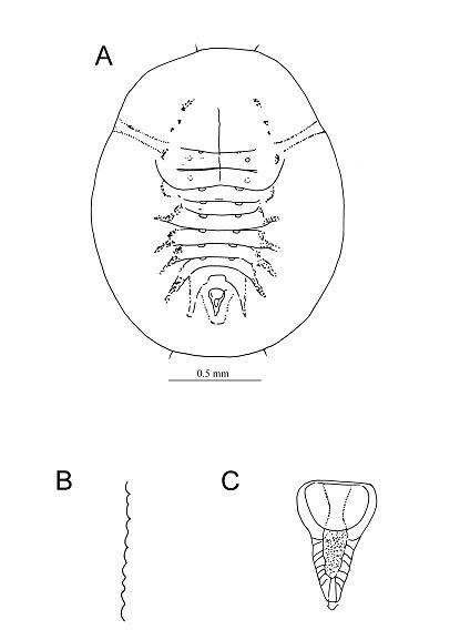 Asterobemisia yanagicola  (Takahashi, 1933)  水柳星伯粉蝨