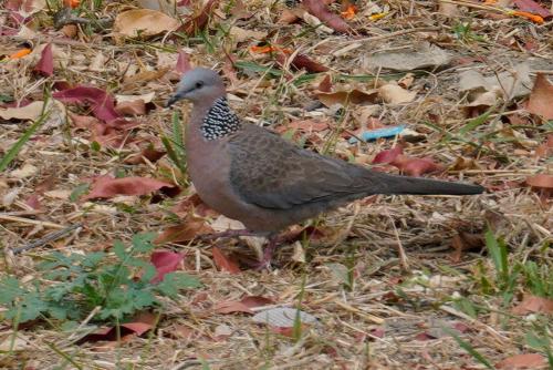 珠頸斑鳩(指名亞種)