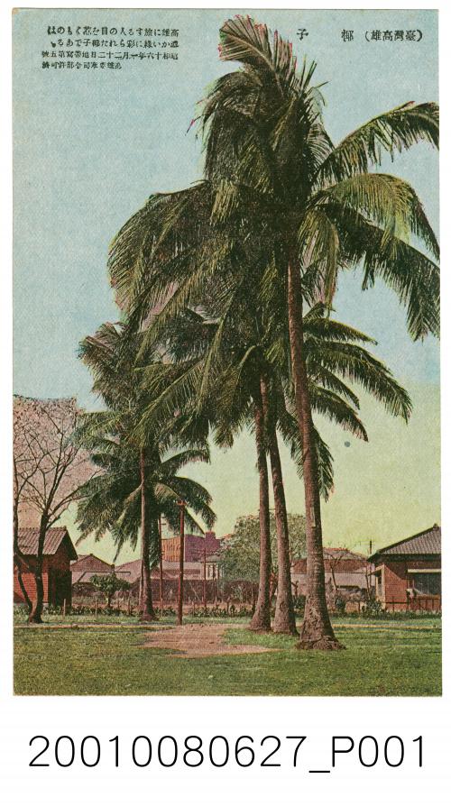 臺灣高雄椰子