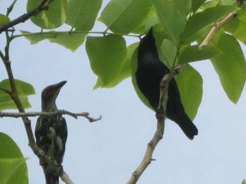 亞洲輝椋鳥