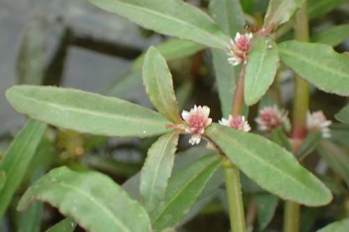 蝦鉗菜 (蓮子草 )