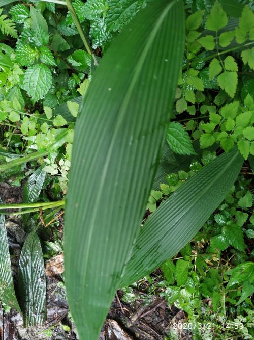 棕葉狗尾草