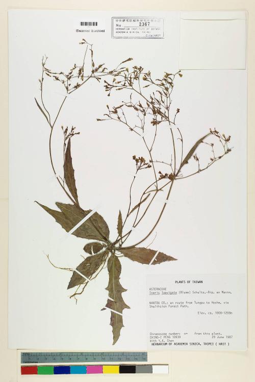 Ixeris laevigata (Blume) Schultz-Bip. ex Maxim var. oldhami (Maxim.) Kitam._標本_BRCM 6998