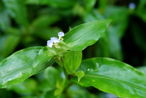 大葉鴨跖草