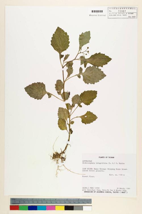 Dichrocephala integrifolia (L. f.) Kuntze_標本_BRCM 7351