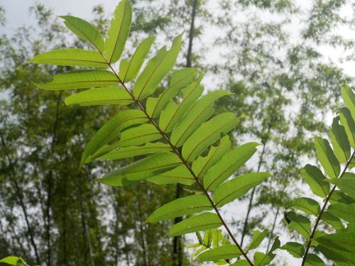 食茱萸