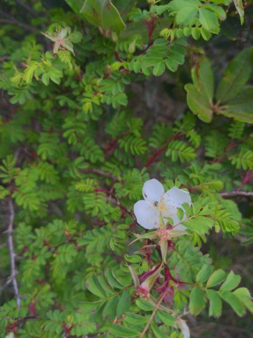 玉山野薔薇