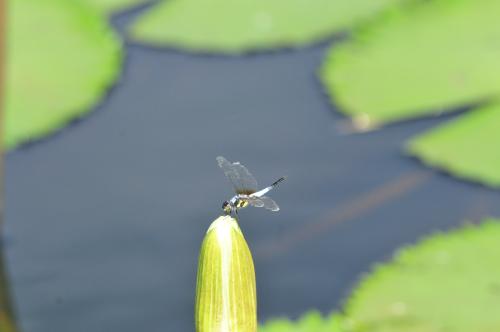 橙斑蜻蜓