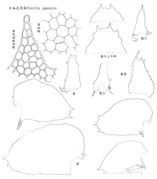 日本光萼蘚