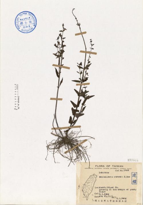 Scutellaria barbata D.Don_標本_BRCM 4616