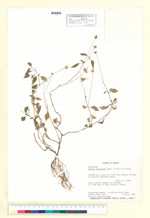 Acmella paniculata (Wall. ex DC.) R. K. Jansen_標本_BRCM 4997