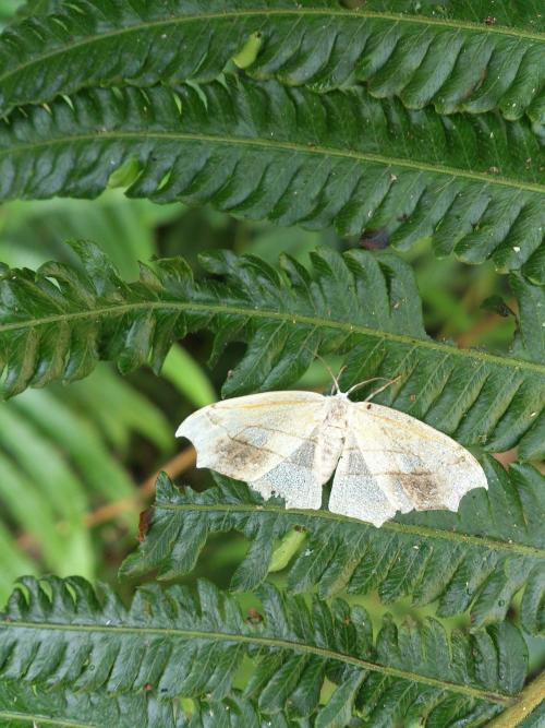 四窗帶鉤蛾／Leucobrepsis taiwanensis Buchsbaum & Miller, 2003