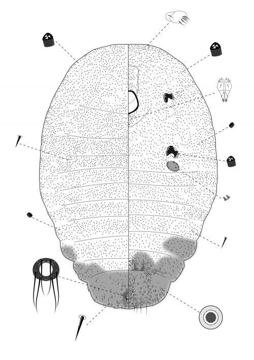 Chaetococcus bambusae (Maskell, 1893)