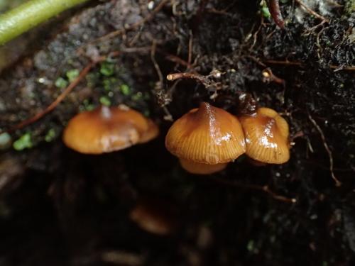 Galerina patagonica 巴塔哥尼亞盔孢傘