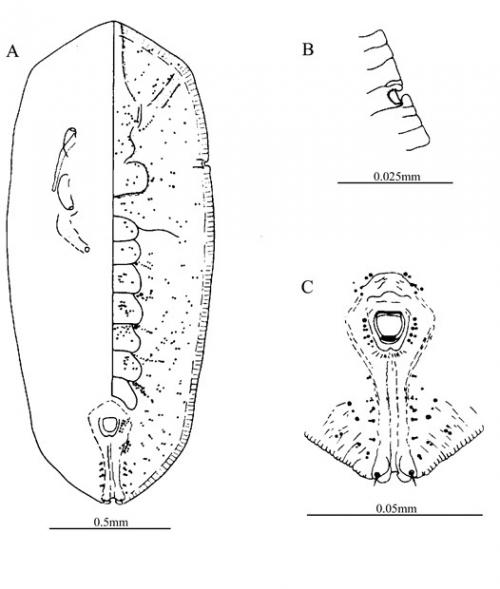 Rhachisphora reticulata  (Takahashi, 1933)