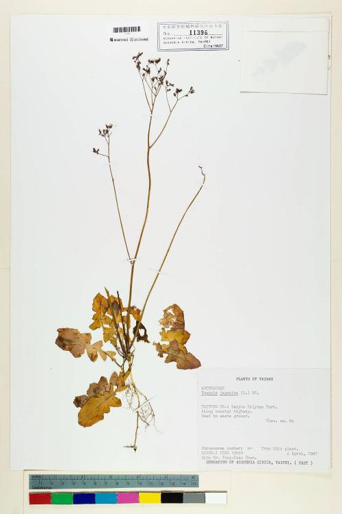 Youngia japonica (L.) DC._標本_BRCM 5496