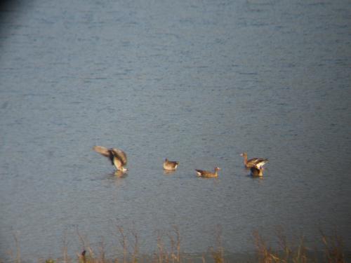 Eurasian White-fronted Goose