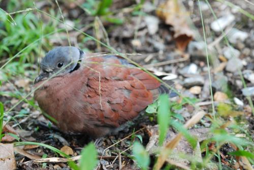 紅鳩