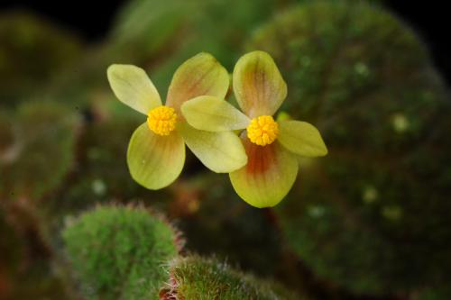 長柱秋海棠 (Begonia longistyla Y.M.Shui & W.H.Chen)