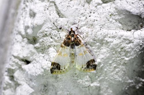 黑頂白翅野螟 Leucinodes apicalis Hampson