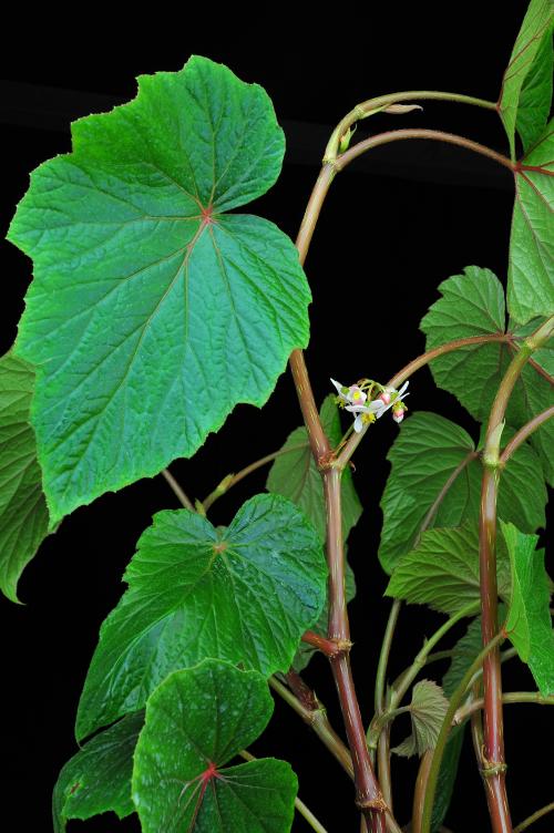 Begonia multangula Blume