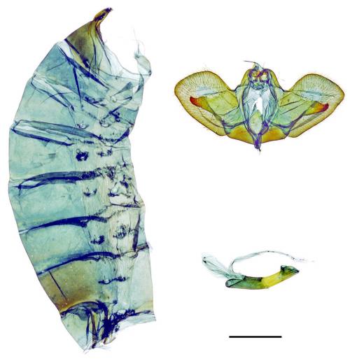 Papilio helenus fortunius Fruhstorfer, 1908 白紋鳳蝶