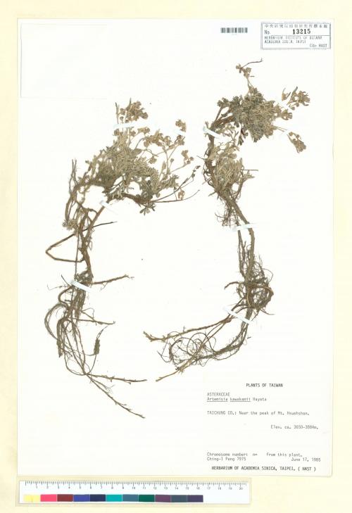 Artemisia kawakamii Hayata_標本_BRCM 6674