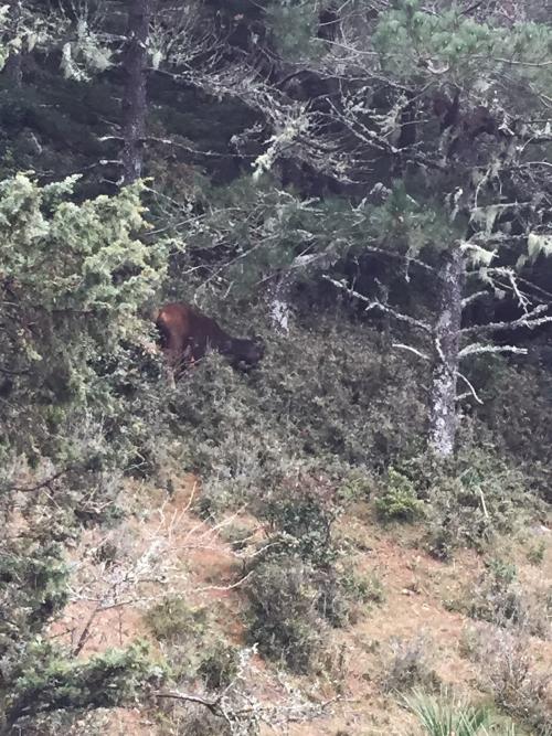 臺灣水鹿