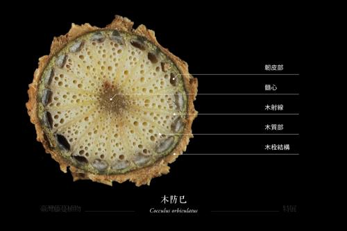 木防巳-藤本莖橫切面