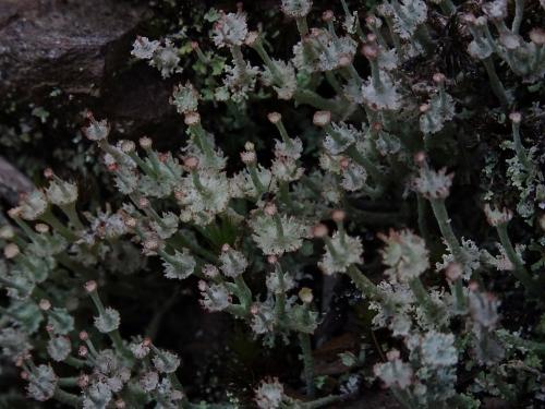 Cladonia rappii(寬杯石蕊)