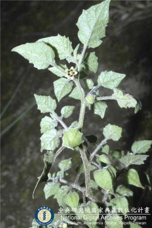 Physalis pubescens L._BRCM 6070