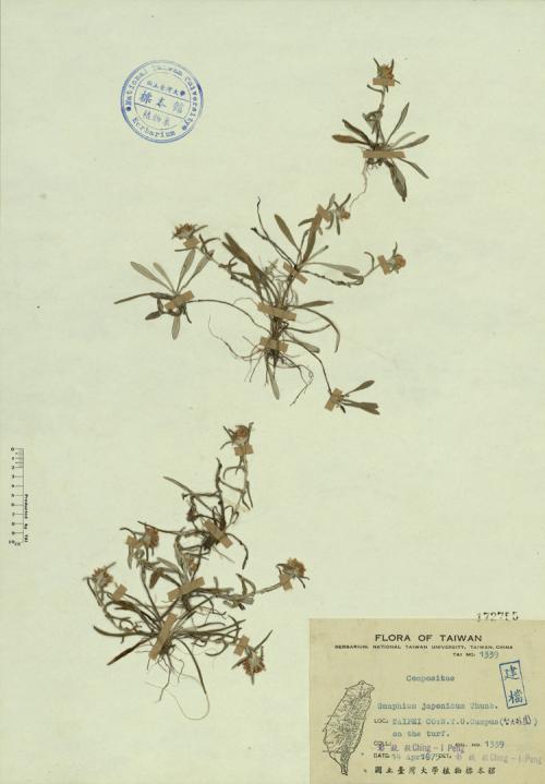 Gnaphium japonicum Thunb._標本_BRCM 4311