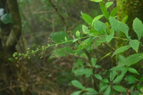 香茶菜