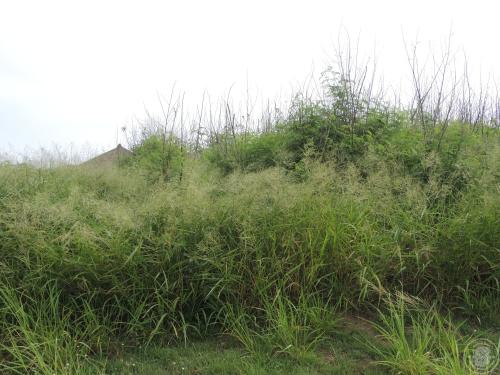 鎖港遺址田野照片