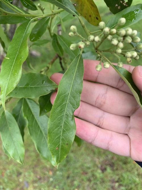 玉山假沙梨