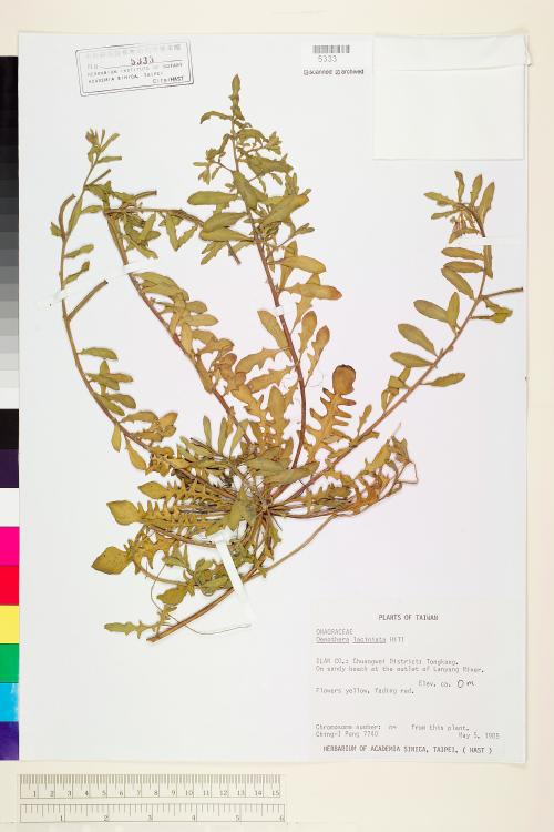 Oenothera laciniata J. Hill_標本_BRCM 5992