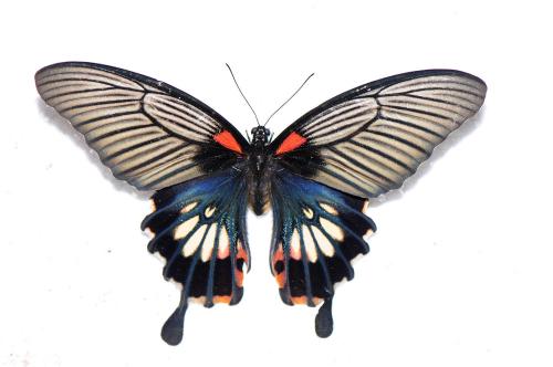 大鳳蝶 Papilio memnon heronus
