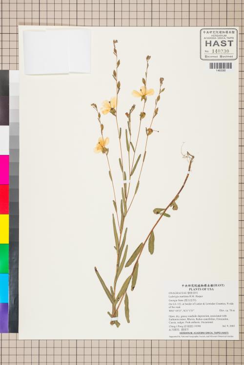 Ludwigia maritima R.M. Harper_標本_BRCM 3533